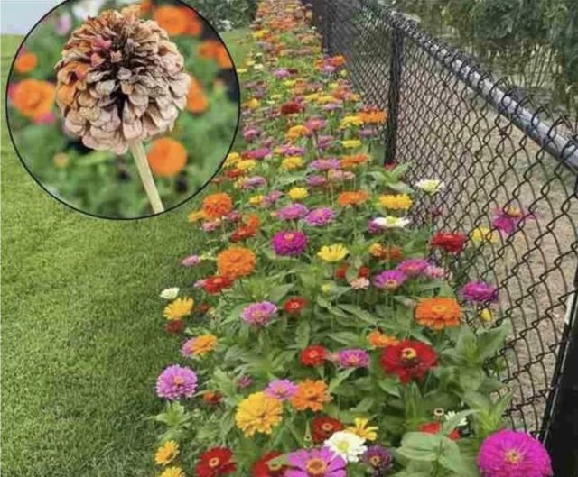 Zašto svaki vrtlar treba uzgajati cinije Zašto svaki vrtlar treba uzgajati cinije