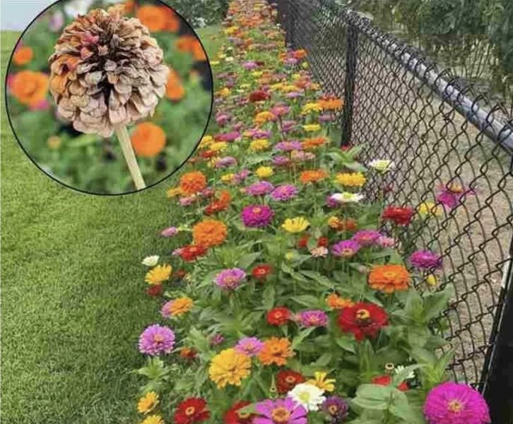 Zašto svaki vrtlar treba uzgajati cinije (zinnije)? 1 Zašto svaki vrtlar treba uzgajati cinije