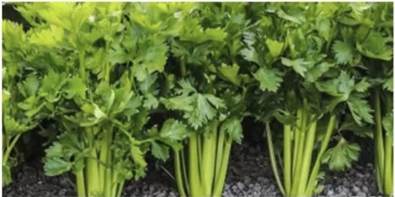 Celer za zdravlje: kako ovo povrće pomaže srcu, koži, jetri, očima, bubrezima, kostima, zglobovima i šećeru 1 celer zdravstvene prednosti