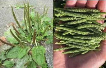 Širokolisna trputica (Plantago major) – zdravstvene koristi i primjena Širokolisna trputica (Plantago major) – zdravstvene koristi i primjena