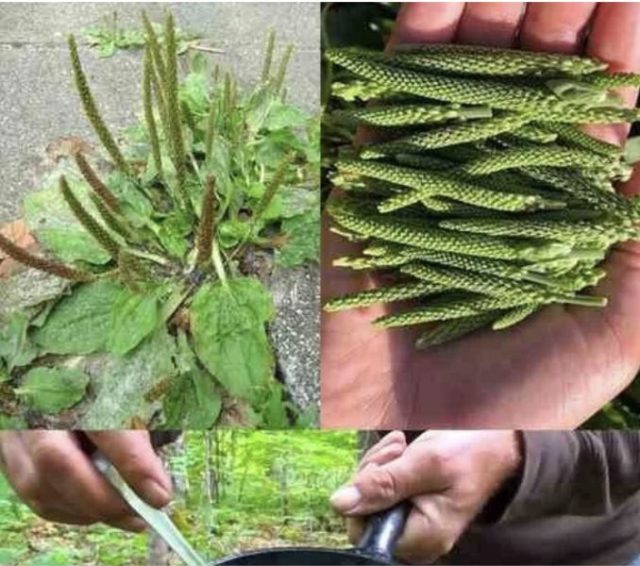 Širokolisna trputica (Plantago major) – zdravstvene koristi i primjena Širokolisna trputica (Plantago major) – zdravstvene koristi i primjena
