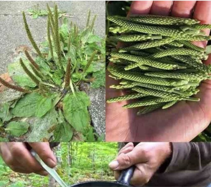 Širokolisna trputica (Plantago major) – zdravstvene koristi i primjena 1 Širokolisna trputica (Plantago major) – zdravstvene koristi i primjena