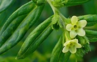 RASTE NA SVAKOM KORAKU, A RIJETKI ZNAJU KOLIKO VRIJEDI: Blagodeti ove biljke nemaju granicu!