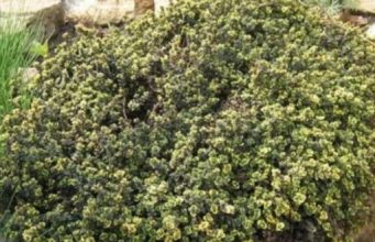 NAJBOLJI BILJNI DAROVI: Čiste i jačaju pluća, pomažu kod astme, kašlja i bronhitisa…