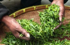 SADA SU NAM PLUĆA NAJBITNIJA: Najbolje namirnice za zdravlje pluća i disajnih puteva!