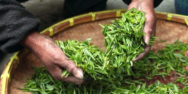 SADA SU NAM PLUĆA NAJBITNIJA: Najbolje namirnice za zdravlje pluća i disajnih puteva!