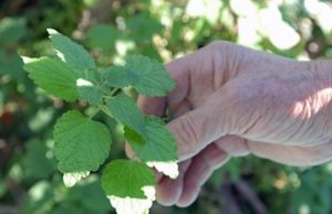 Najbolja 3 prirodna lijeka za imunitet: Ni jedna bolest vam ne može ništa!